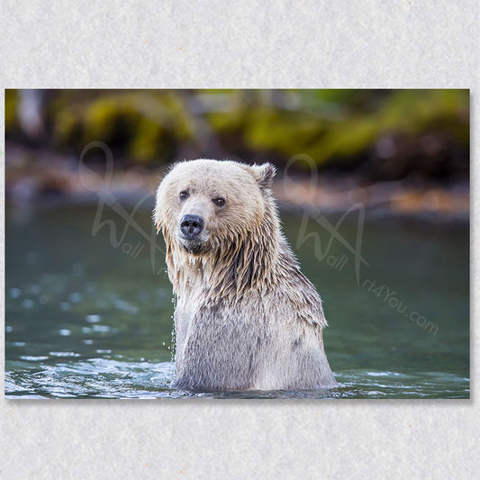 "Blondie" photograph by photographer Gaby Saliba captures the a rare blonde coloured grizzly bear.  A very rare special image captured by the photographer.