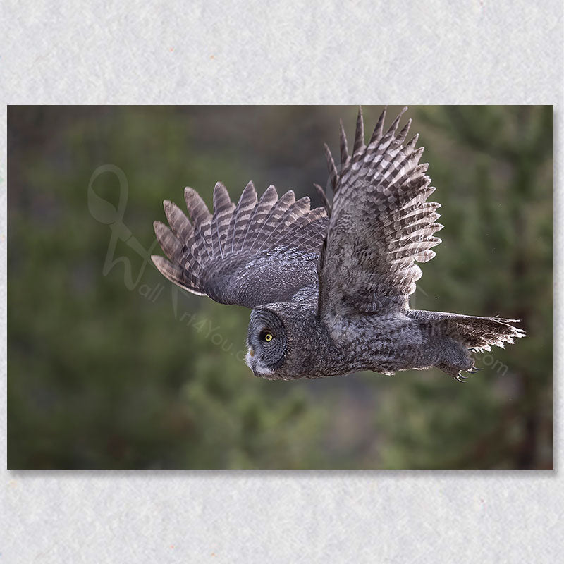"In Flight" photograph captures the majestic grey owl in flight. Captured by Canadian photographer Gaby Saliba.