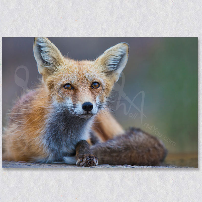 "Unexpected Encounter" red fox photograph was captured by wildlife photographer Gaby Saliba.