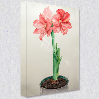 Amaryllis Bloom" comes as a gallery wrapped canvas print with a rich 1.5 inch thick wood frame. We use a moisture resistant poly-cotton canvas that will not sag and high quality inks that will last over 100 years.