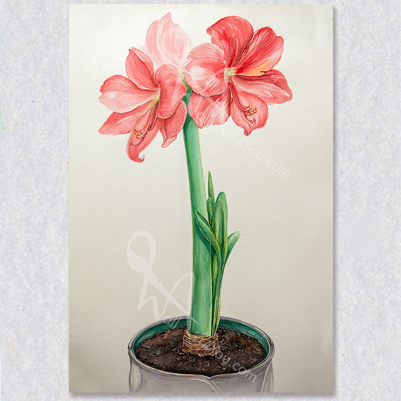 Amaryllis Bloom