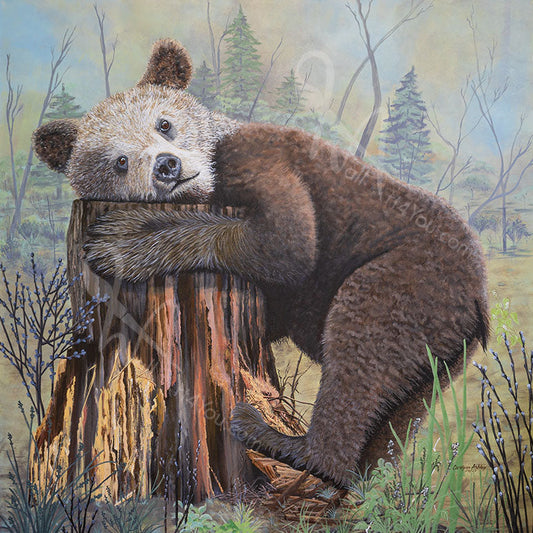 "Snuggle" original painting by Carolynn Ashley.  This work of art depicts a young grizzly cub bear hugging a cedar tree stump.