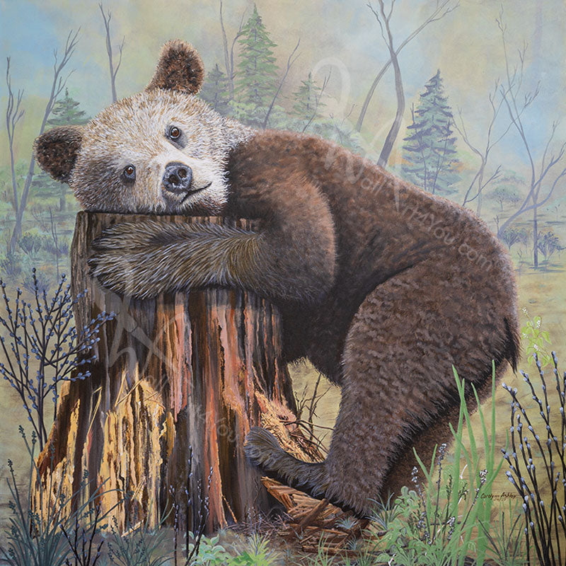 "Snuggle" wall art canvas print by Carolynn Ashley. This work of art depicts a young grizzly cub bear hugging a cedar tree stump.
