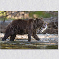 This photograph of a grizzly bear with a fresh catch is available on a gallery wrapped canvas print.