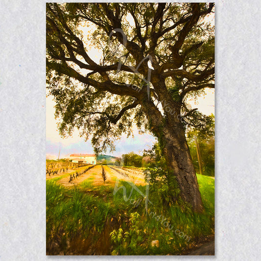 "Cork Tree Serenity" photograph was taken by Canadian photographer Gaby Saliba.