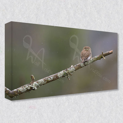 "The Elusive Pygmy Owl" photograph is available as a gallery wrapped canvas print in five different sizes.