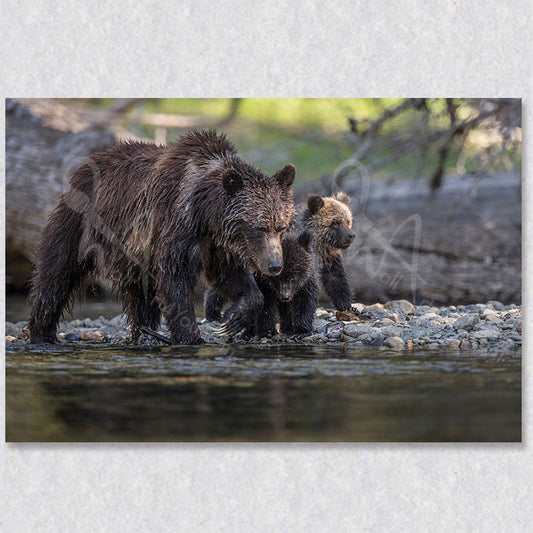 "Family Bond" artwork by Canadian photographer Gaby Saliba depicts a grizzly bear and her cubs.