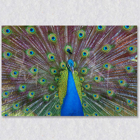 "Malaysian Splendor" peacock photograph was taken by photographer Gaby Saliba.