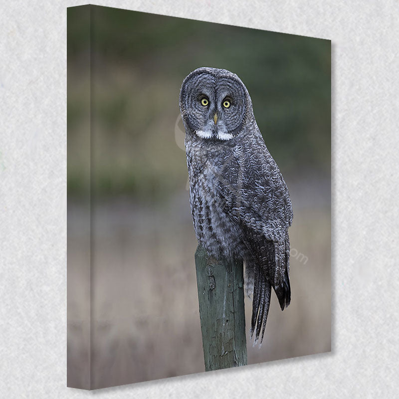 "Silent Sentinel" photograph is available on gallery wrapped canvas prints.