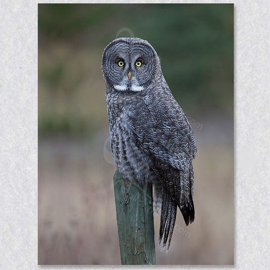 "Silent Sentinel" grey owl photograph was captured by Canadian photographer Gaby Saliba.