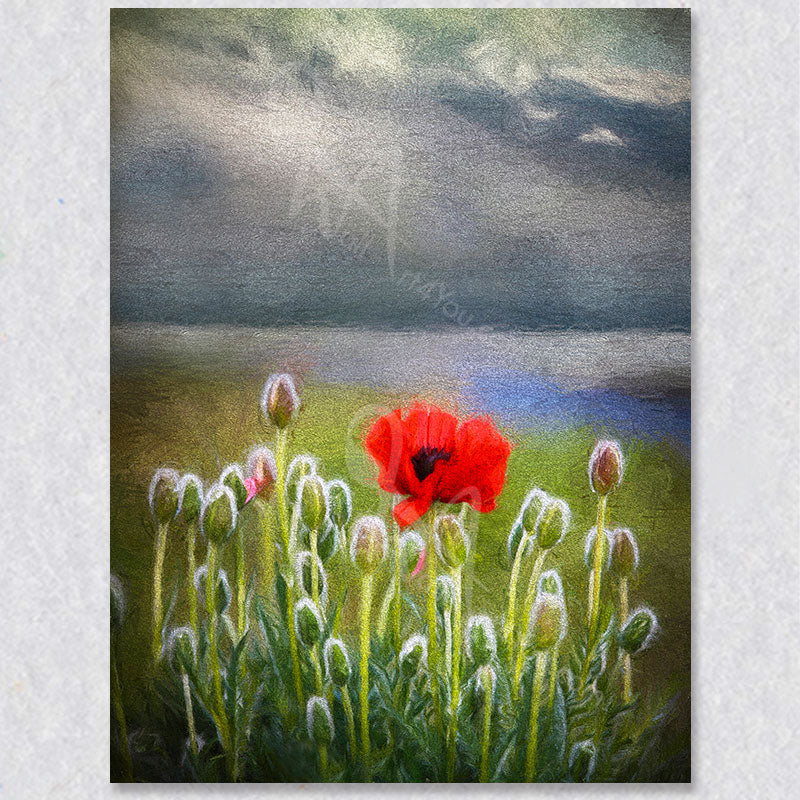 "Solitary Beauty" red poppy photograph was captured by photographer Gaby Saliba.