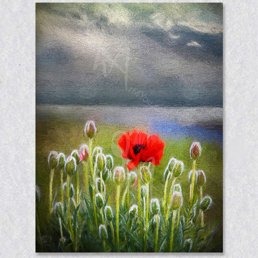 "Solitary Beauty" red poppy photograph was captured by photographer Gaby Saliba.